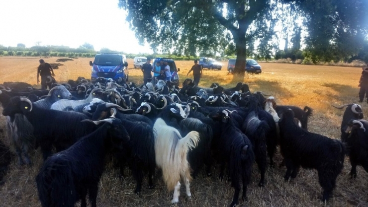 Kaybolan 80 Küçükbaş Hayvan Drone İle Bulundu