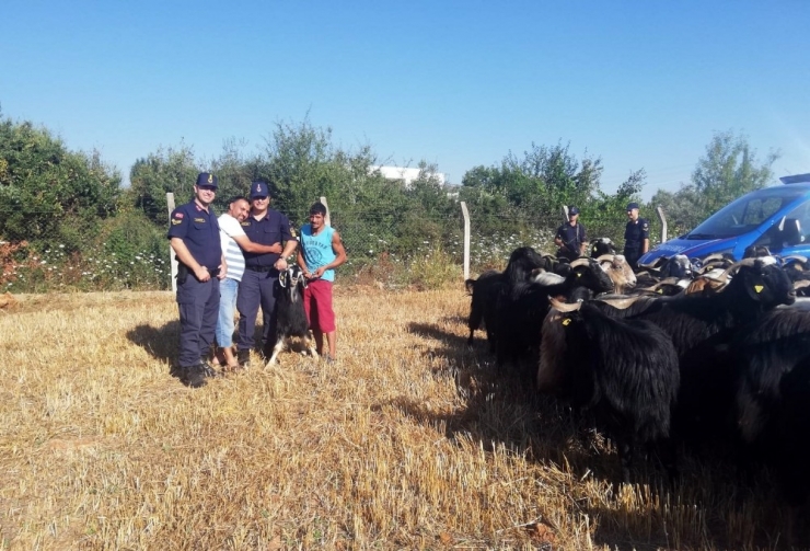 Kaybolan 80 Küçükbaş Hayvan Drone İle Bulundu