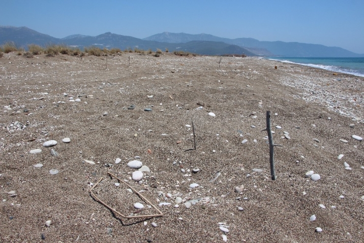 Kaplumbağa Yuvalarını Sopa, Kazık Ve Taşlarla İşaretlediler