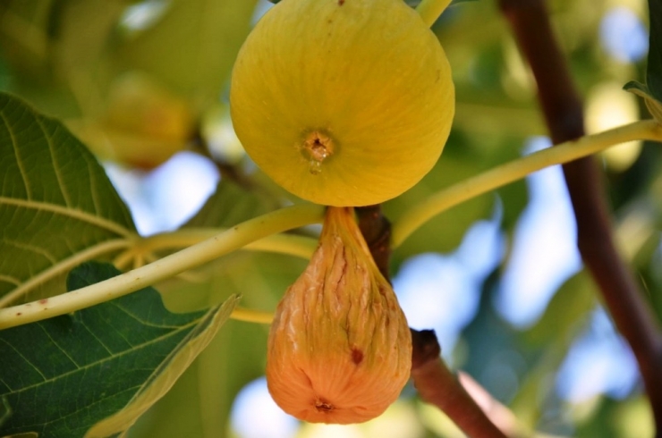 Aydın Çevre Ve Şehircilik Müdürlüğü, İncirde Jeotermal Kaynaklı Kükürt İddialarını Yalanladı