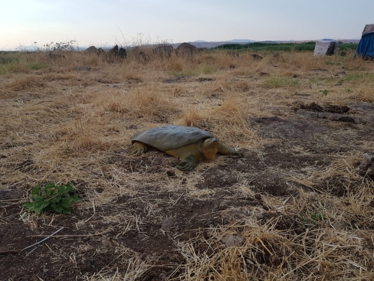 Diyarbakır’da Bir Kez Daha Görüldü