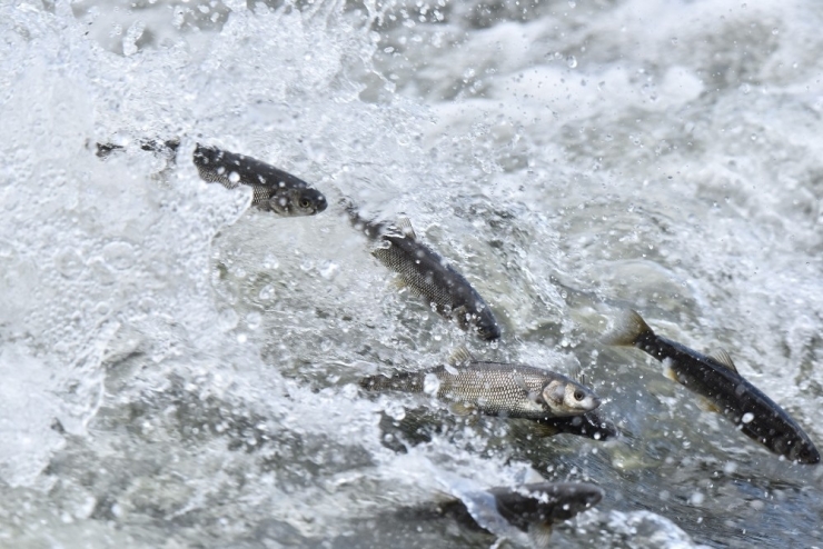 İnci Kefali Balıklarının Dönüş Yolculuğu Başladı