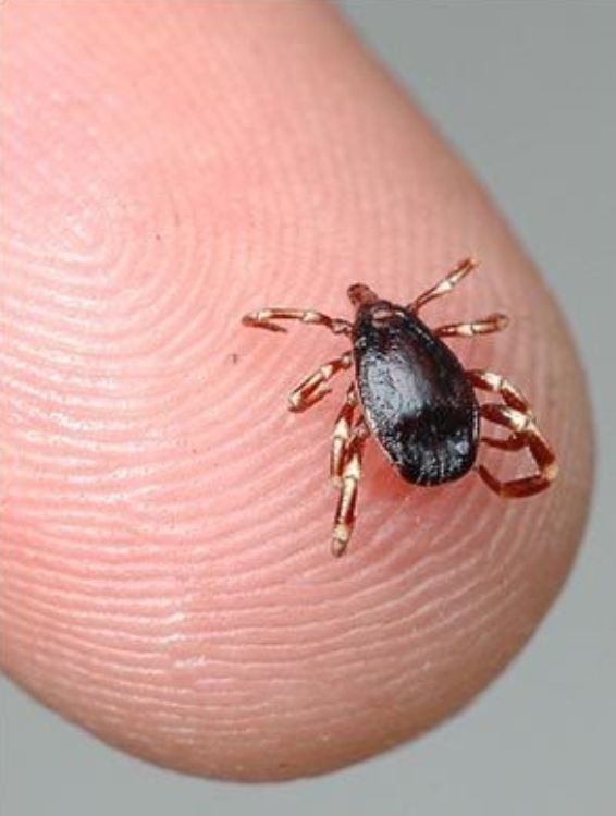 Uzmanlardan Kene Uyarısı