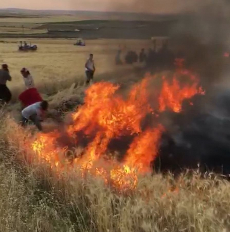 Yangının Tarlalarına Sıçramaması İçin Etten Duvar Ördüler