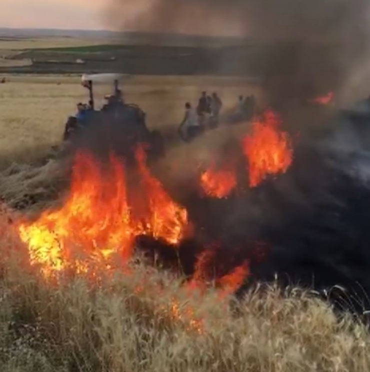 Yangının Tarlalarına Sıçramaması İçin Etten Duvar Ördüler