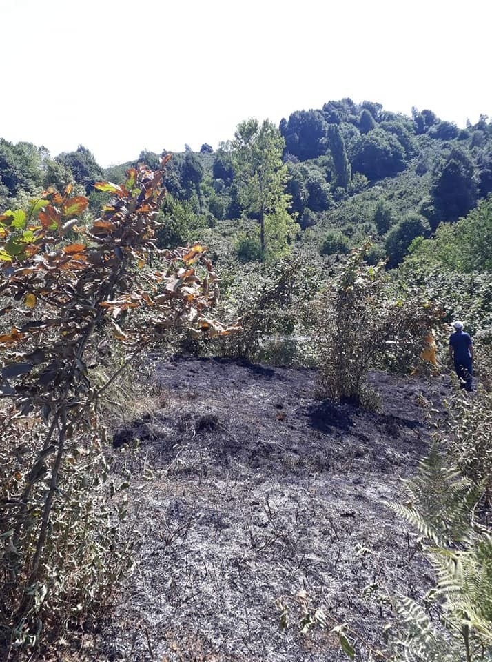 Alaplı’da Üç Dönümlük Fındık Bahçesi Yandı