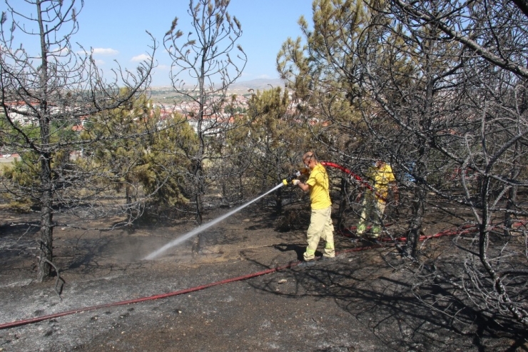 Ankara’da Ormanlık Alan Küle Döndü