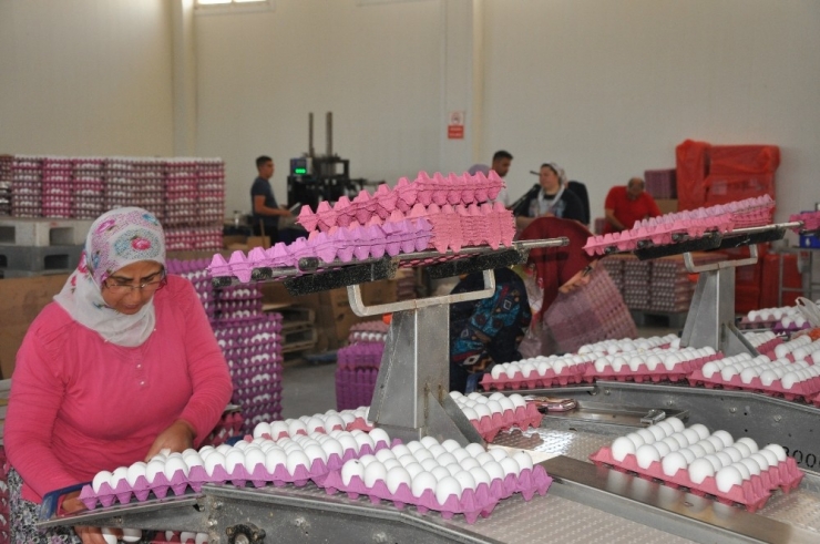 Yumurta Üreticileri Sıkıntıda