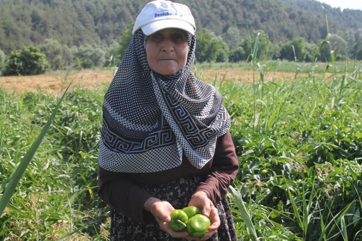 Bilecik’te Dolmalık Biber Hasadı Başladı