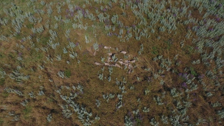 Kayıp Koyunları Jandarma Drone İle Buldu