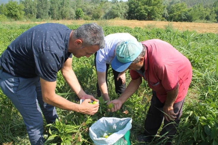 Bilecik’te Dolmalık Biber Hasadı Başladı