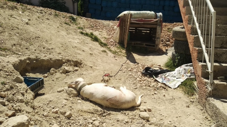 Bursa’da Hamile Köpeği "Havlıyor" Diye Tüfekle Katlettiler