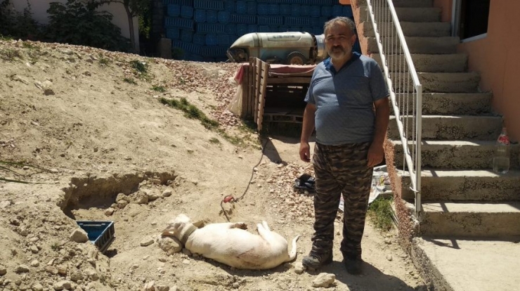 Bursa’da Hamile Köpeği "Havlıyor" Diye Tüfekle Katlettiler