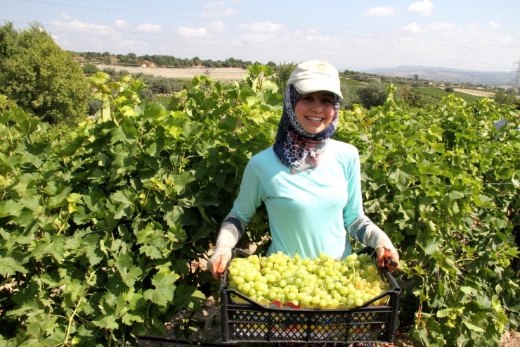 Mersin’de Üzüm Hasadı Devam Ediyor