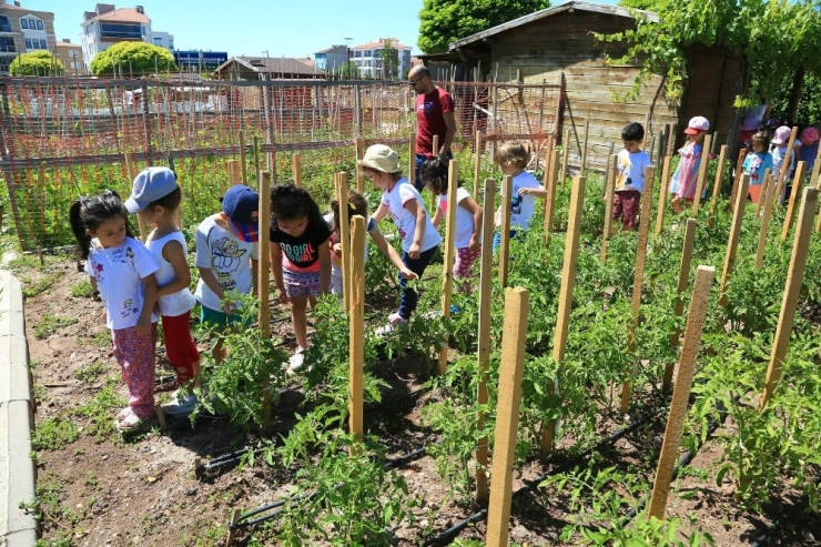Minikler Bahçedeki Mahsulleri Topladı