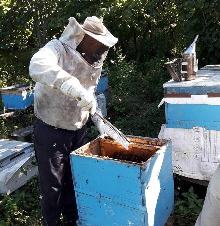 Ordu’da Kestane Balı Hasadına Başlandı