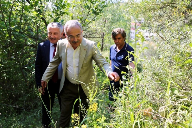 Mesudiye’nin Bitkileri Şifa Kaynağı