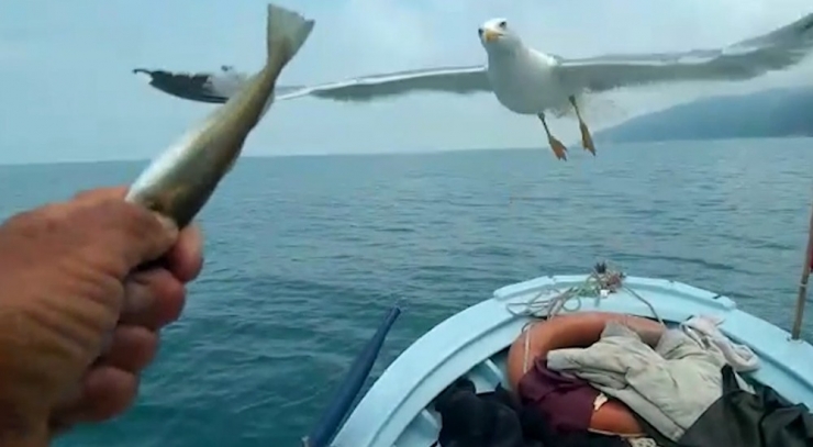 Her Gün Denizde Onu Takip Ediyorlar