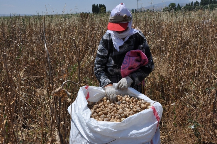 Sandıklı Ve Köylerinde Haşhaş Hasadı Başladı