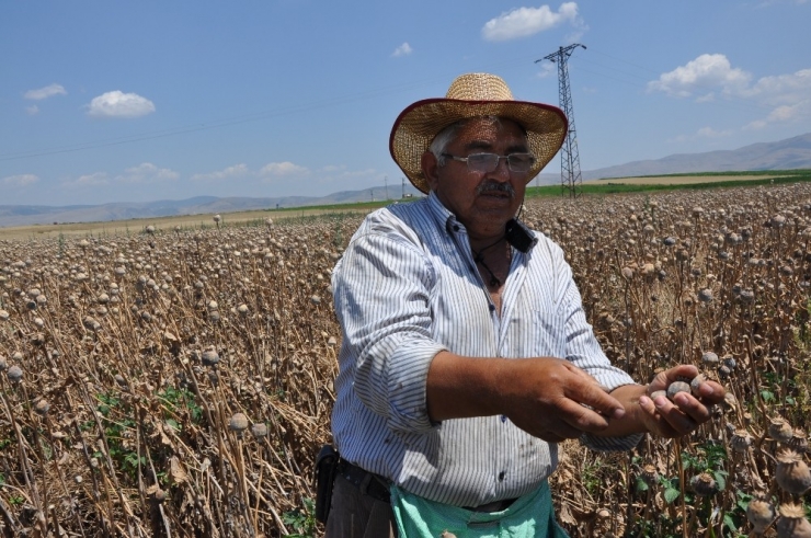 Sandıklı Ve Köylerinde Haşhaş Hasadı Başladı