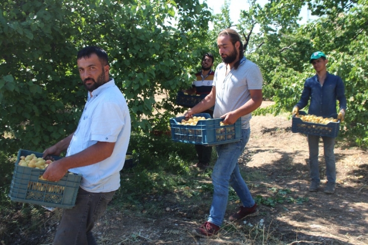 İlçeyi Kalkındıran 1 Milyon Ağaçta "Kayısı Hasadı"