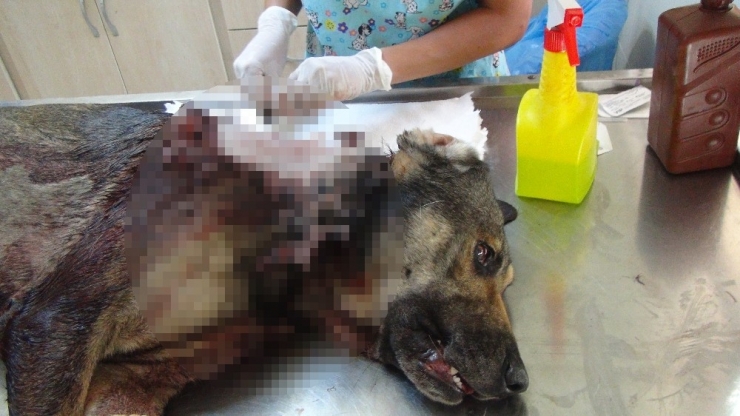 Sokak Köpeğine Domuz Kurşunu