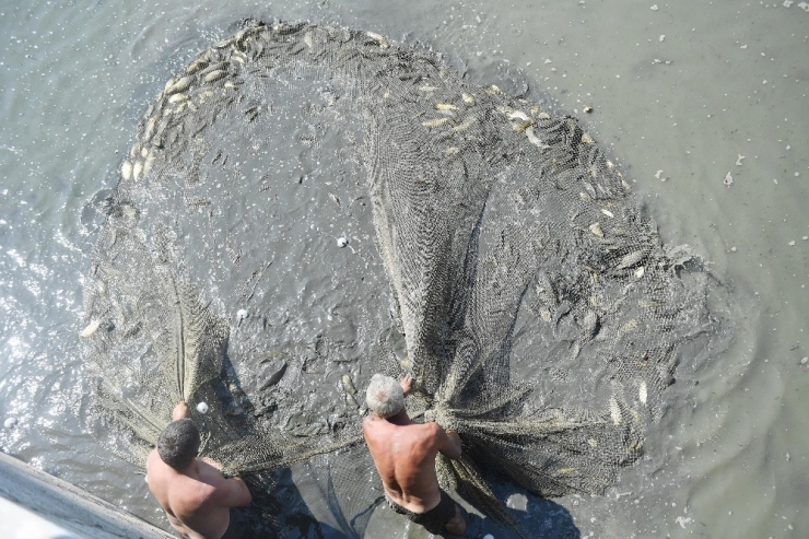 Balıklar Doğal Yaşam Alanlarına Taşınıyor