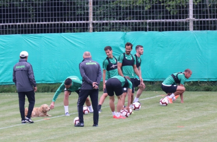 Konyaspor Antrenmanına Davetsiz Misafir