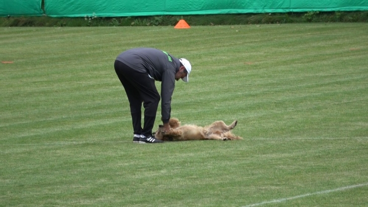Konyaspor Antrenmanına Davetsiz Misafir