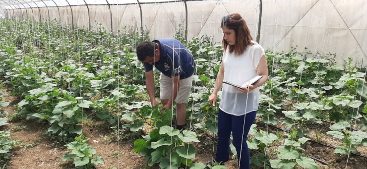 Büyükşehir Çiftçileri Sanayi Ürünü Üretimine Yönlendiriyor