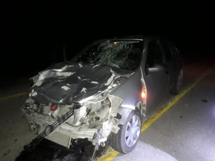 Büyükbaş Hayvana Çarpan Otomobil, Kanala Düştü