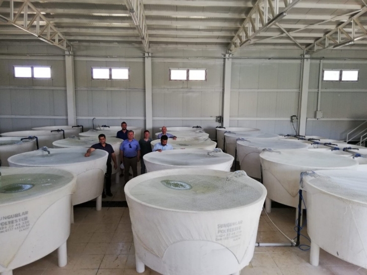 Dap Destekleri Meyvesini Veriyor