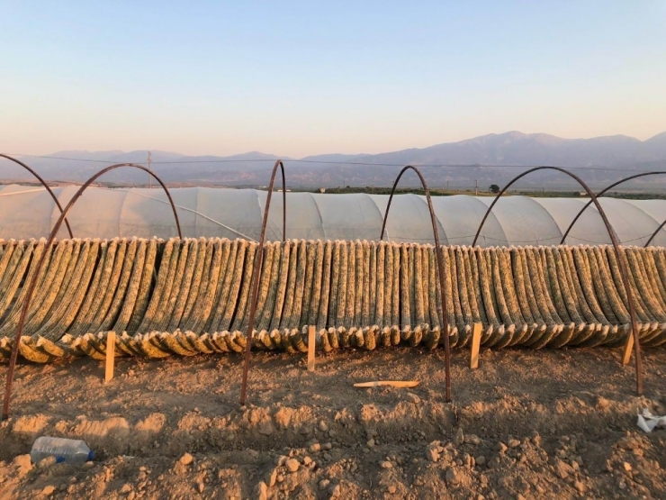 Manisalı Tütün Çiftçilerinin Gece Mesaisi