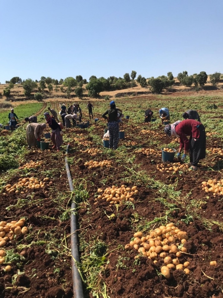 Midyat’ta Patates Hasadı Yapıldı