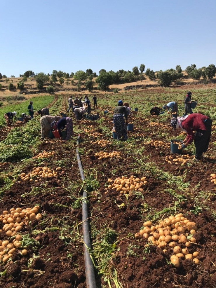Midyat’ta Patates Hasadı Yapıldı