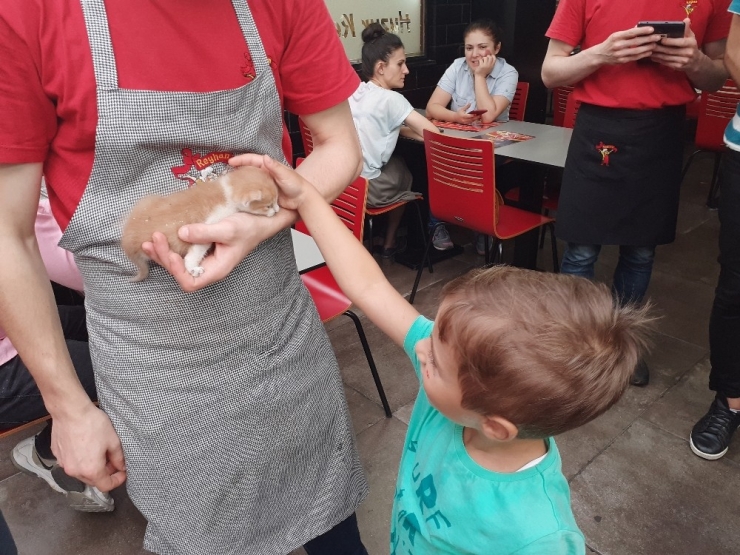 Rize’de Kedi Kurtarma Operasyonu