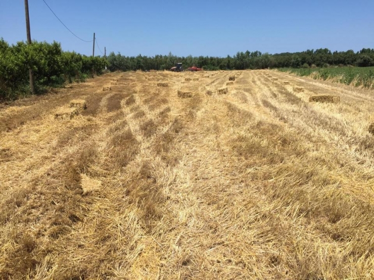 Çarşamba’da Siyez Buğdayı Üretimi