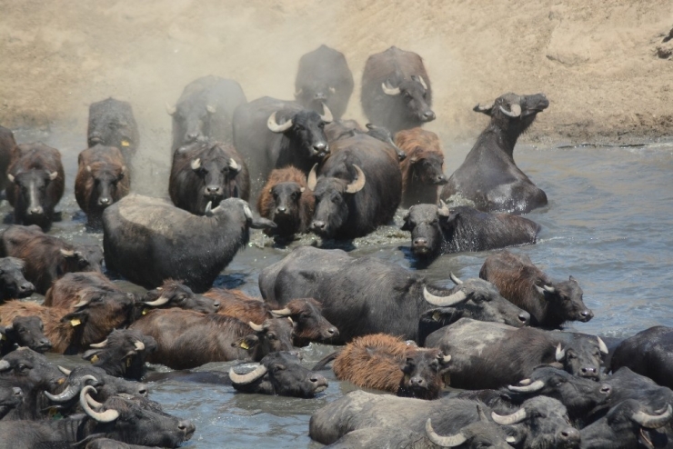 Burası Güney Afrika Değil Balıkesir Ovası