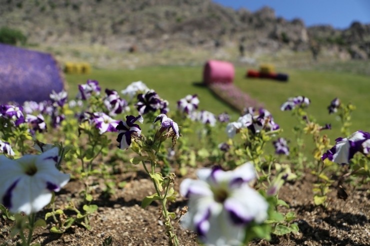 Sivrihisar Çiçeklerle Renkleniyor