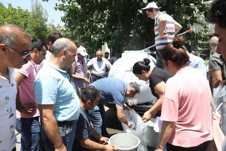 Diyarbakır’daki Göletlere 121 Bin Sazan Balığı Yavrusu Bırakıldı