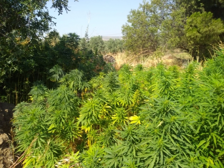 Domates Tarlasına Hint Keneviri Ekmişler