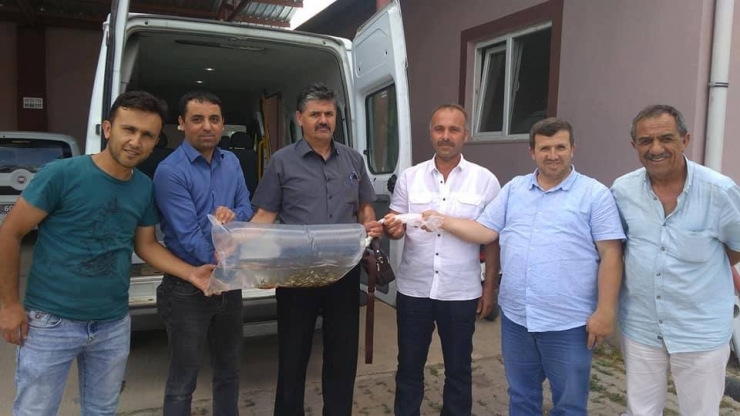 Tokat’ta 13 Gölete 70 Bin Sazan Yavrusu Bırakıldı