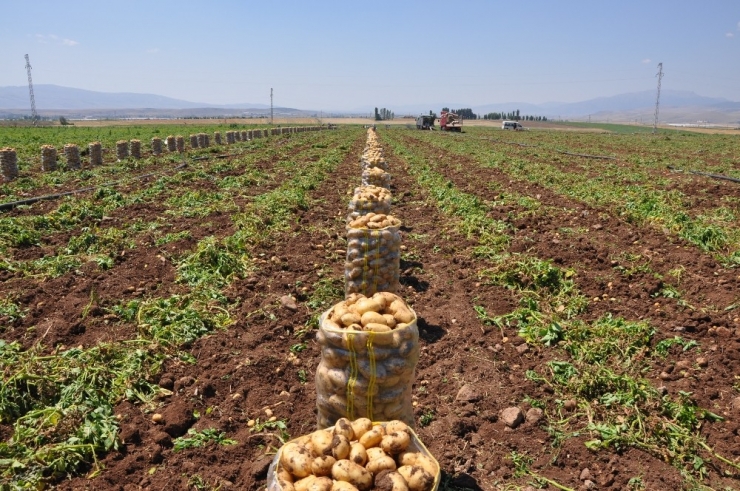 Sandıklı’da Patates Hasadı Başladı
