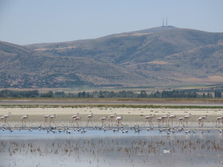 Seyfe Gölü’nde Kuş Çeşitliliği Yaşanıyor