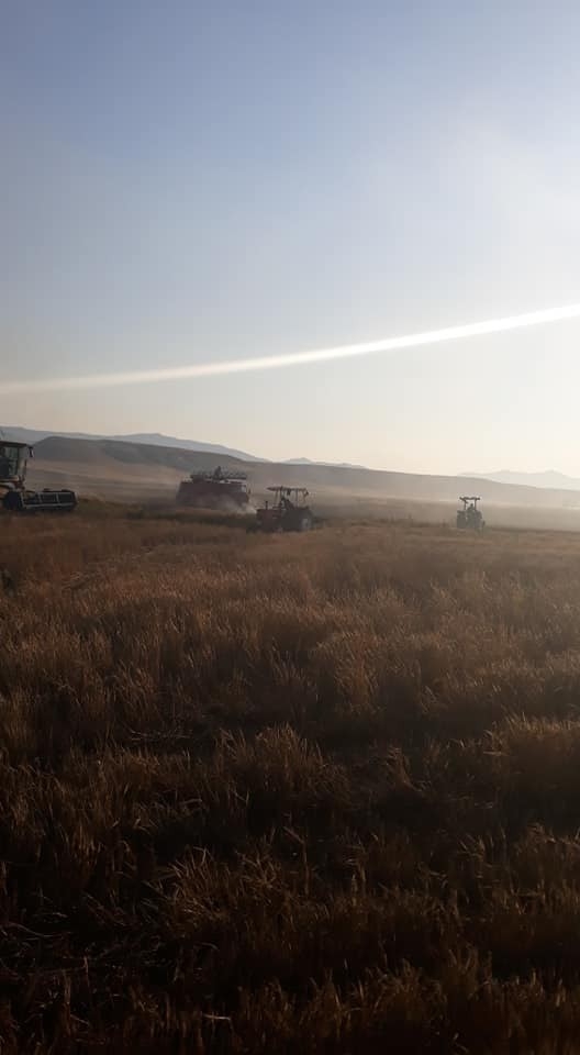 Kargalar Kavga Yaptı 15 Dekarlık Buğday Tarlası Yandı