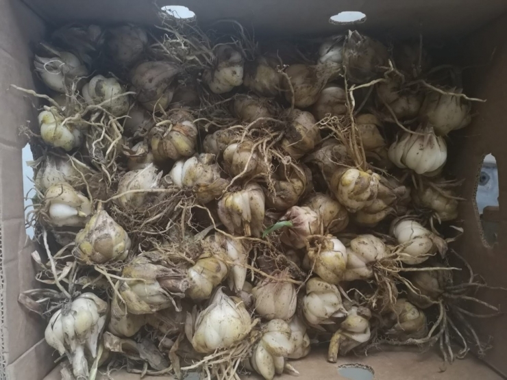 Koruma Altındaki Zambakları Topladı, 60 Bin Tl Ceza Yedi