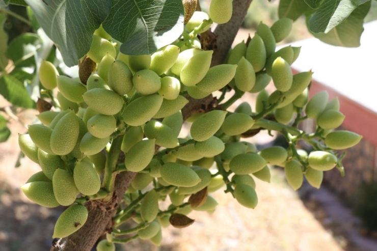 Bıttım Ağaçlarından Siirt Fıstığı Elde Ediliyor