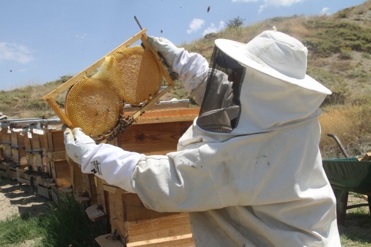 Bal Üretimi Bu Sene Yüzde 150 Artacak