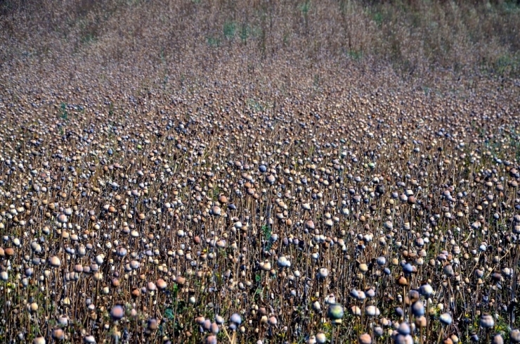 Çorum’da Haşhaş Hasadı Başladı