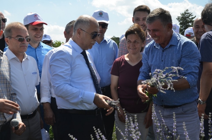 Denizli’nin Lavantadaki Hedefi 50 Bin Dekar